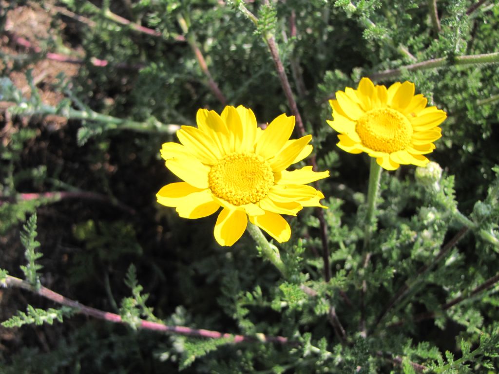 Cota tinctoria
